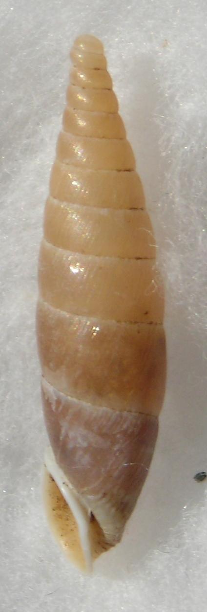 Clausilide da Siena